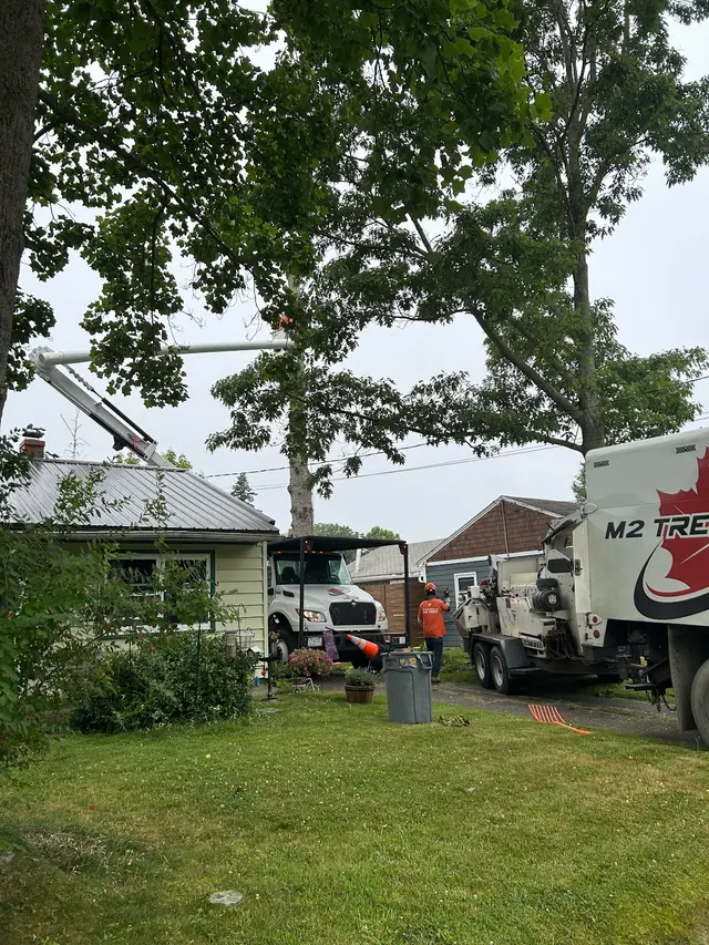 M2 Tree Service Inc. — customer photo 9