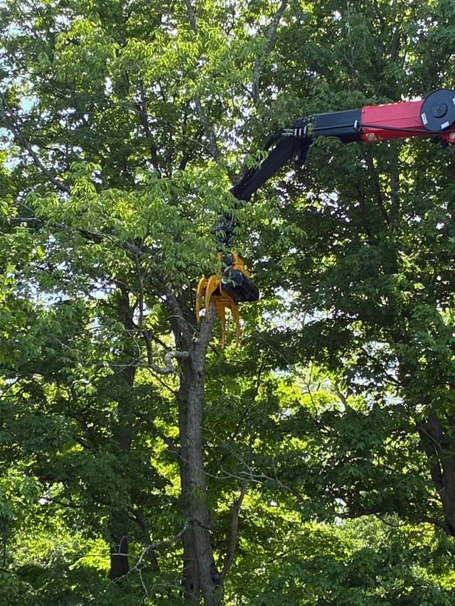 M2 Tree Service Inc. — customer photo 4