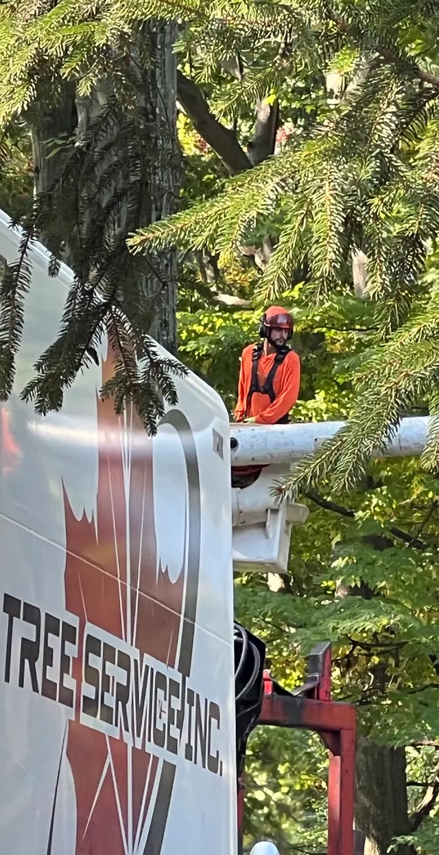 M2 Tree Service Inc. — photo from the business 8