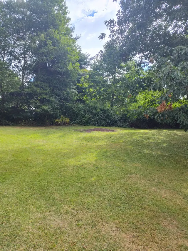 DS Tree Trimming & Stump Removal — customer photo 7