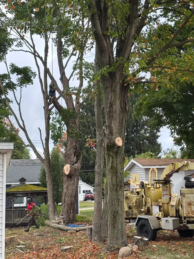 DS Tree Trimming & Stump Removal — customer photo 1