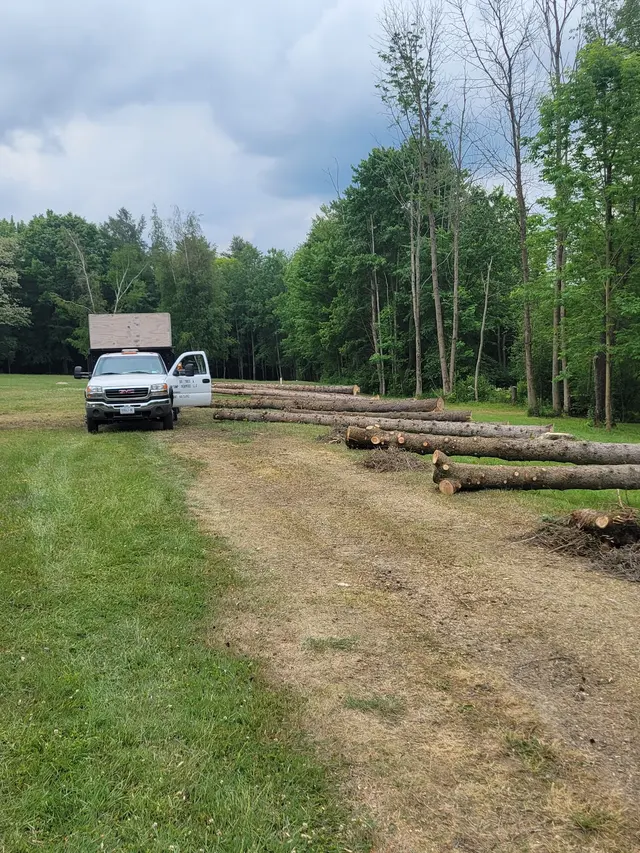 DS Tree Trimming & Stump Removal — customer photo 2
