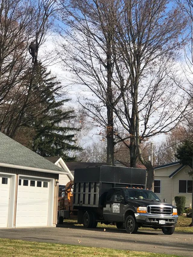 DS Tree Trimming & Stump Removal — customer photo 4