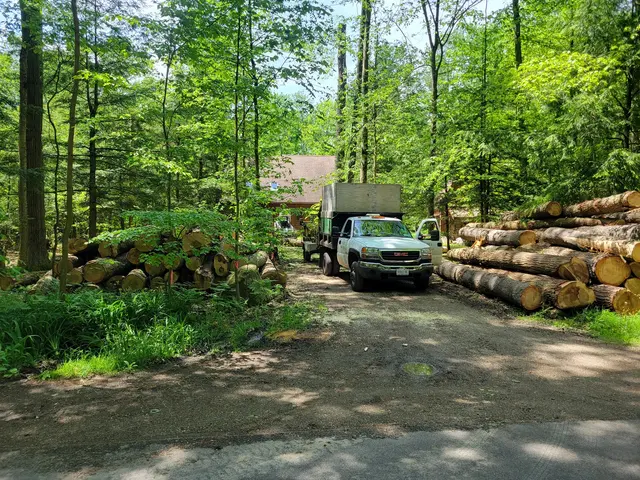 DS Tree Trimming & Stump Removal — customer photo 3