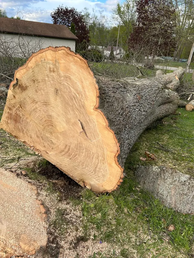 DS Tree Trimming & Stump Removal — customer photo 6