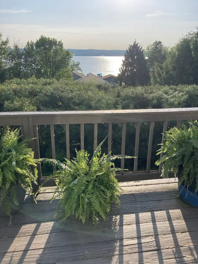 DS Tree Trimming & Stump Removal — customer photo 10