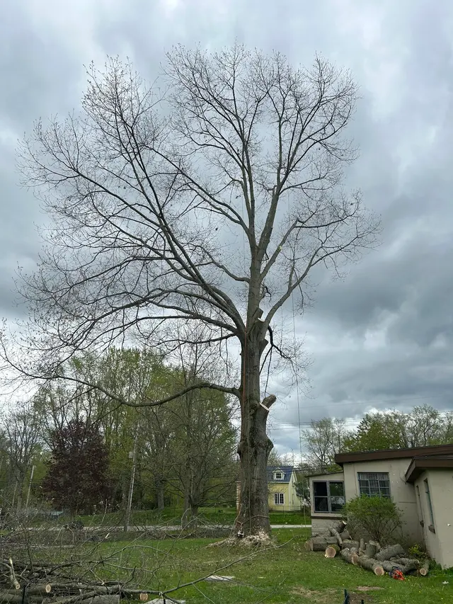 DS Tree Trimming & Stump Removal — customer photo 12