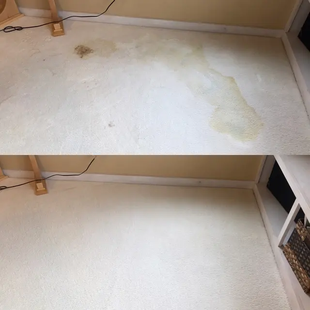 Pioneer Professional Carpet Care — photo from the business 5