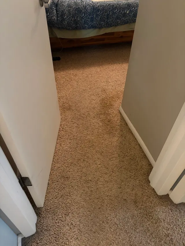 Customer photo of work by Pioneer Professional Carpet Care, from Rachel Corey's review