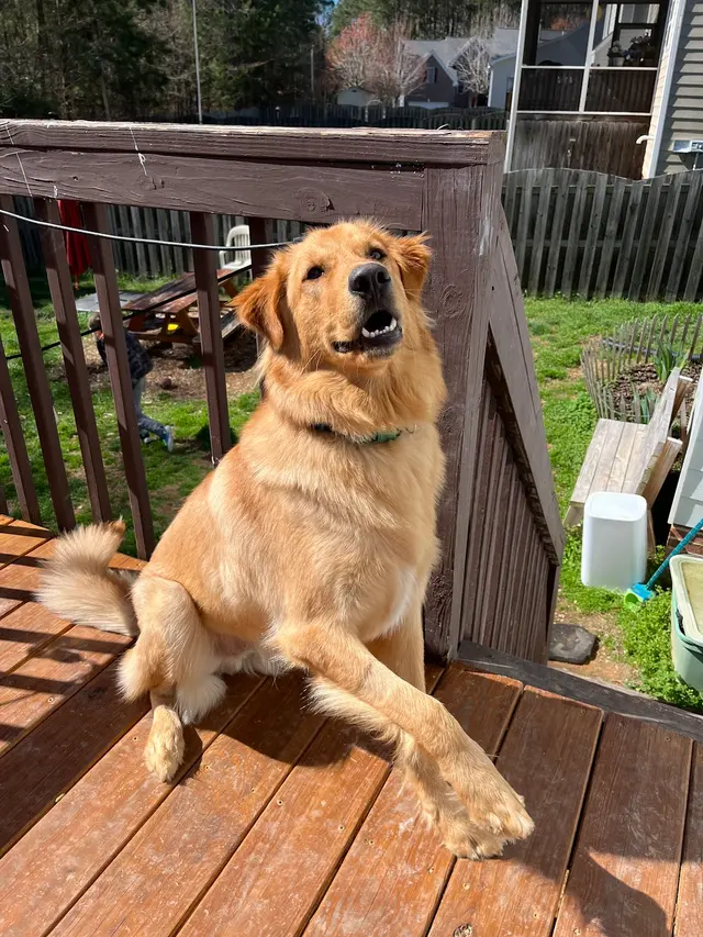 North Paw Animal Hospital — customer photo 8