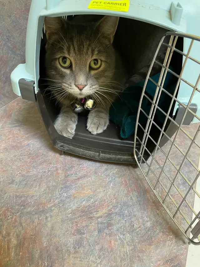 North Paw Animal Hospital — customer photo 3
