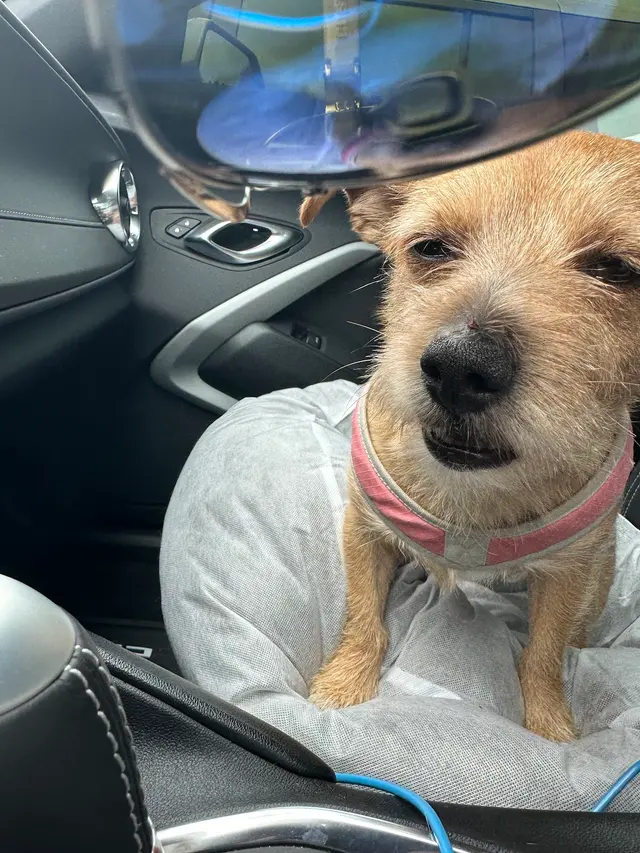 North Paw Animal Hospital — customer photo 4