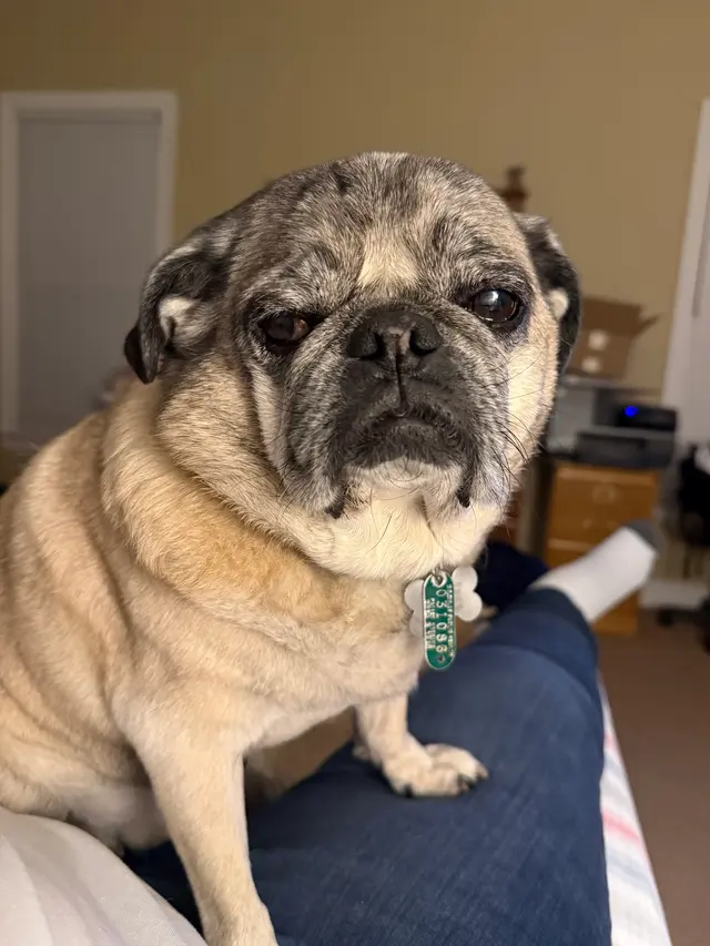 North Paw Animal Hospital — customer photo 9