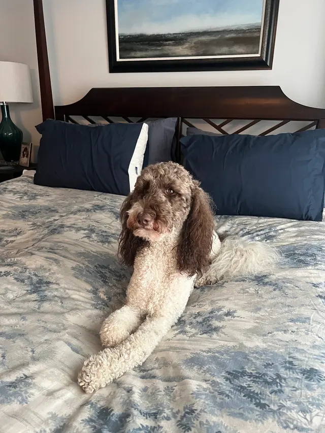 North Paw Animal Hospital — customer photo 11