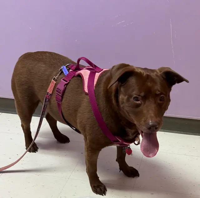 North Paw Animal Hospital — customer photo 2