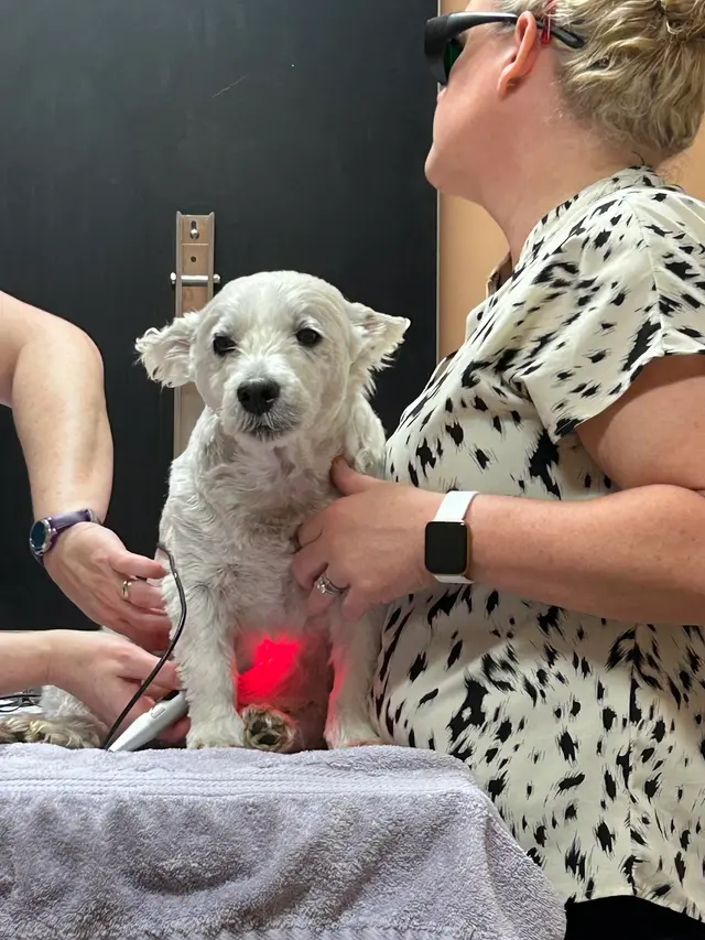 Westside Animal Hospital — customer photo 9