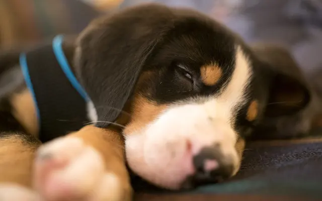 Westside Animal Hospital — customer photo 2