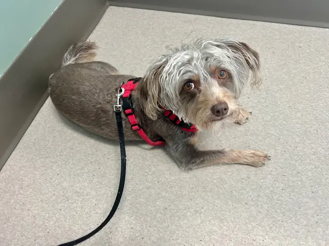 Westside Animal Hospital — customer photo 10