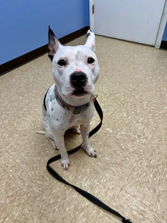 Customer photo of work by Cornwallis Road Animal Hospital, from Kevin Donovan's review