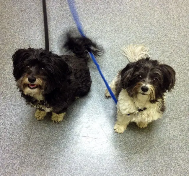 Cornwallis Road Animal Hospital — photo from the business 11