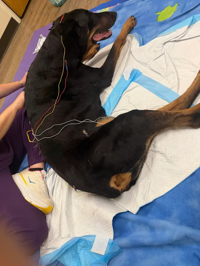 Customer photo of work by Cornwallis Road Animal Hospital, from Ida Wylie's review