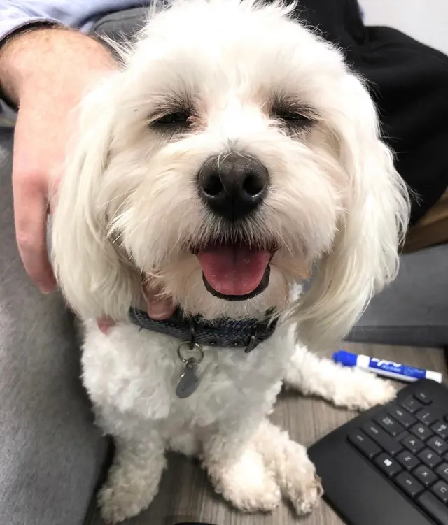 Cornwallis Road Animal Hospital — customer photo 3