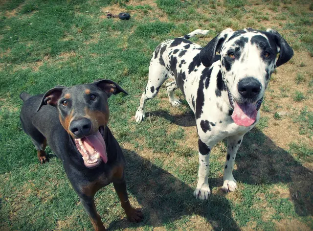 Cornwallis Road Animal Hospital — photo from the business 1