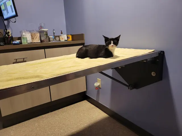 Cornwallis Road Animal Hospital — customer photo 10