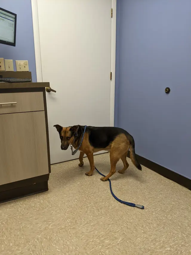 Cornwallis Road Animal Hospital — customer photo 9