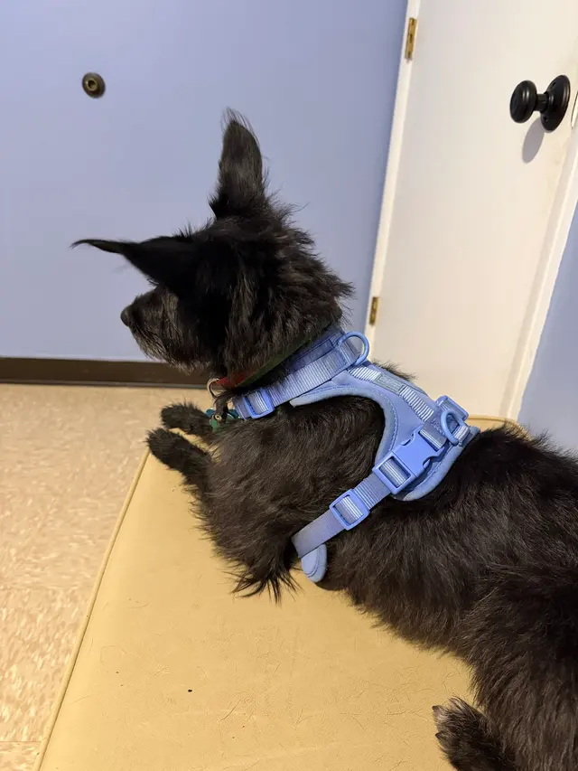 Cornwallis Road Animal Hospital — customer photo 2