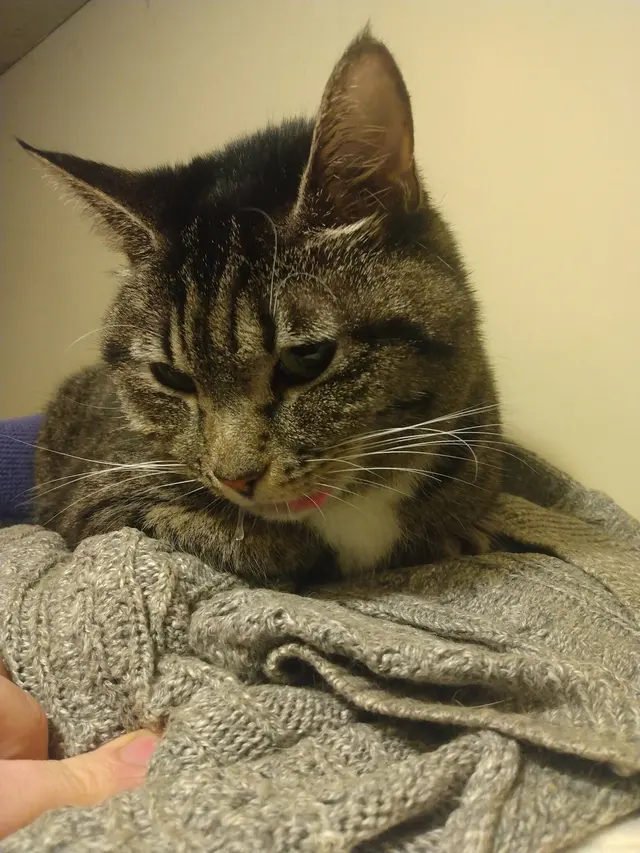Cornwallis Road Animal Hospital — customer photo 6