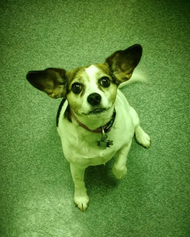 Cornwallis Road Animal Hospital — photo from the business 12