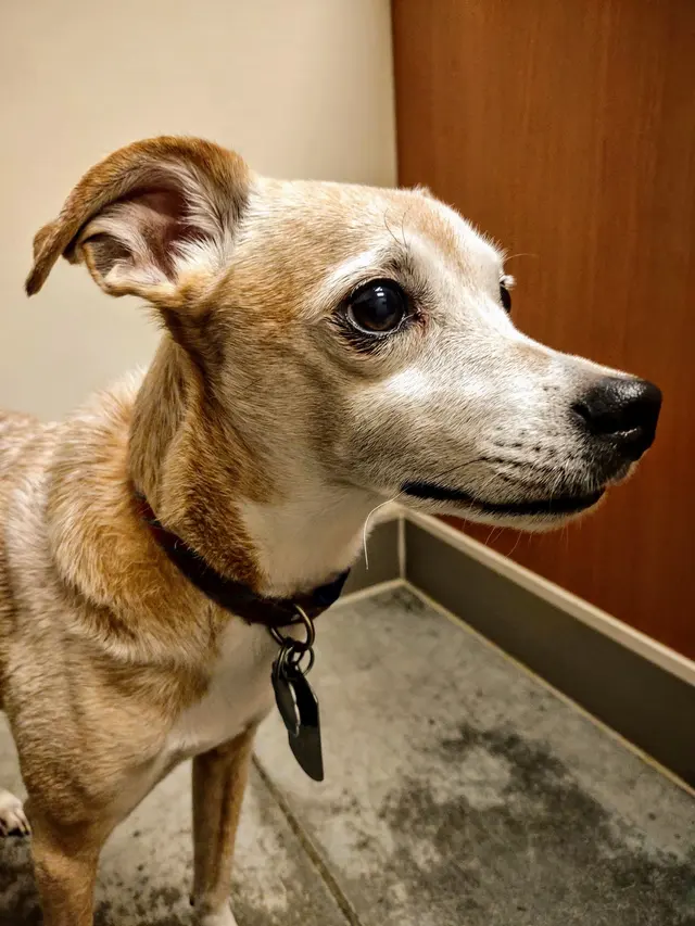 Southpoint Animal Hospital — customer photo 8