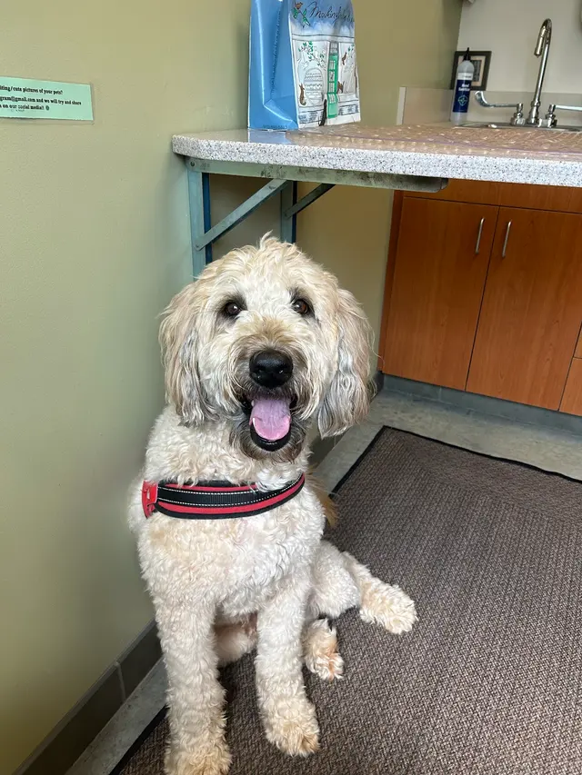 Southpoint Animal Hospital — customer photo 3