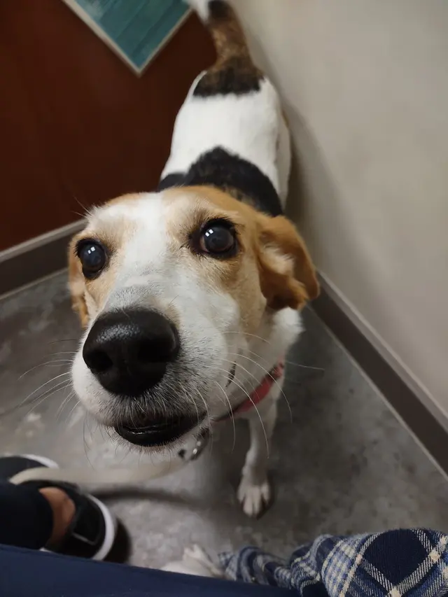 Southpoint Animal Hospital — customer photo 7
