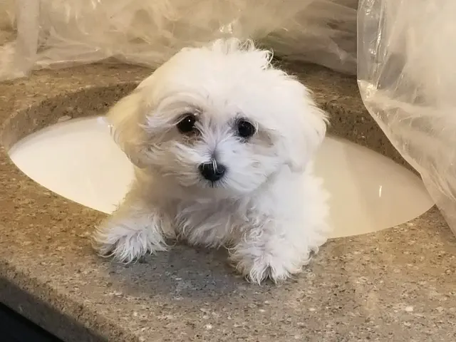 Southpoint Animal Hospital — customer photo 5