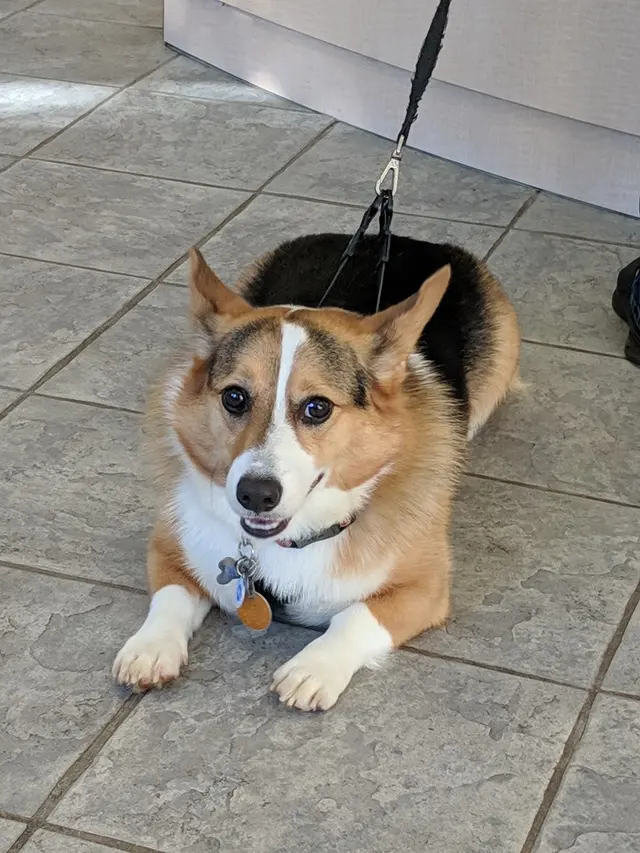 New Hope Animal Hospital — customer photo 10