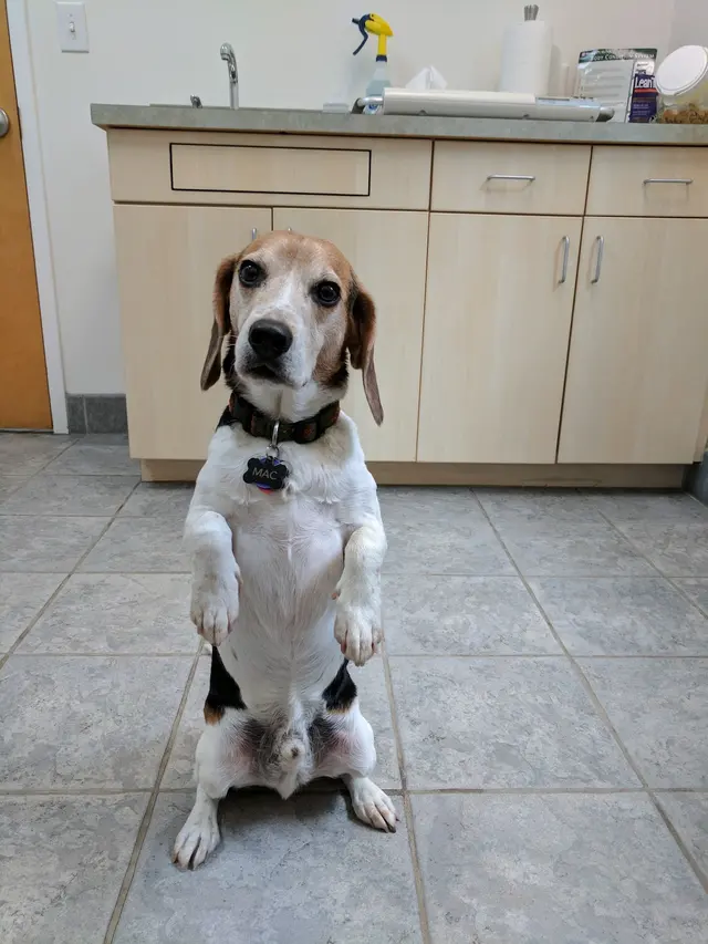 New Hope Animal Hospital — customer photo 12