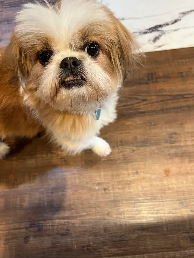 New Hope Animal Hospital — customer photo 9