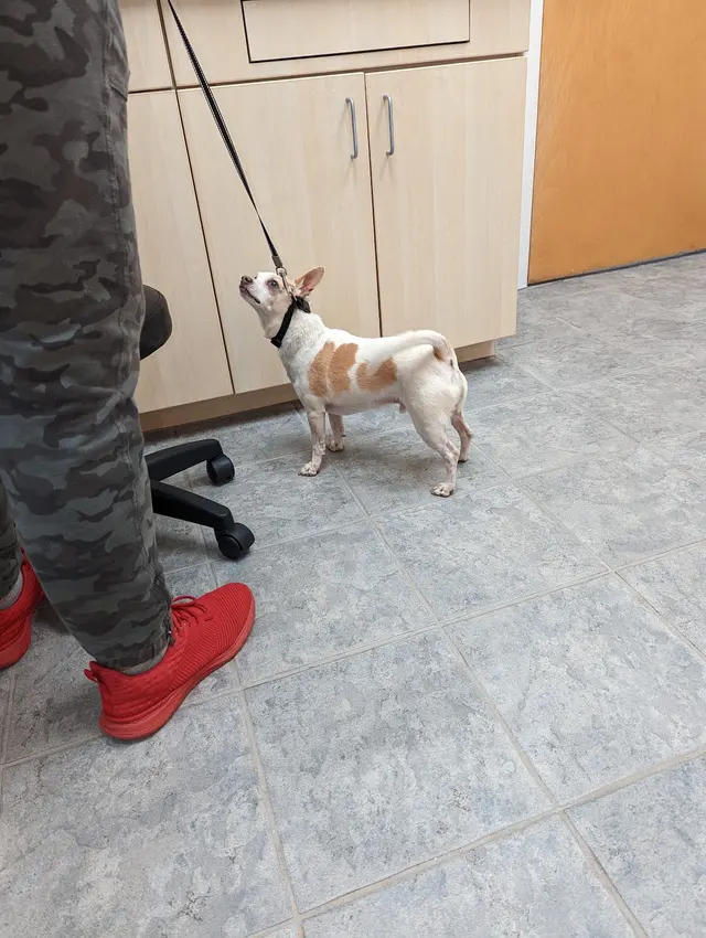 New Hope Animal Hospital — customer photo 7