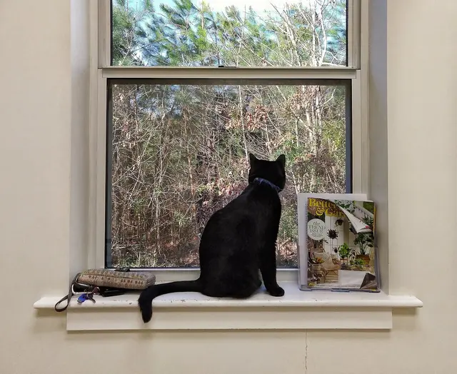 New Hope Animal Hospital — customer photo 11