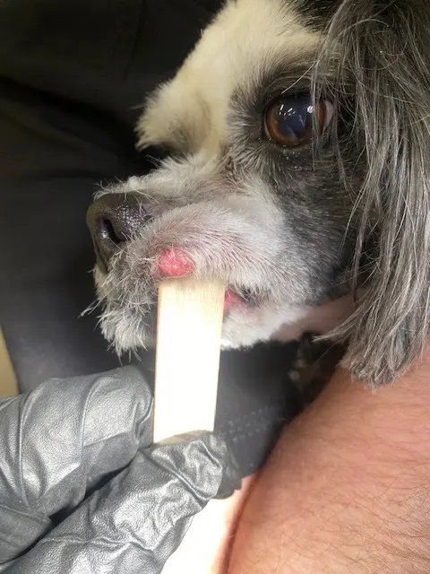 New Hope Animal Hospital — customer photo 4