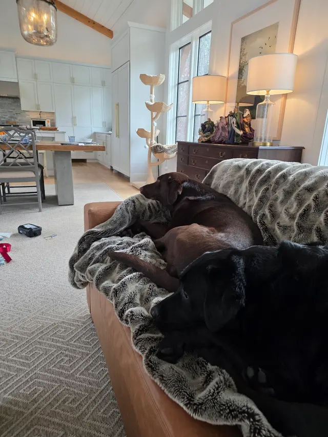 Customer photo of work by New Hope Animal Hospital, from Jonathan “JES” Shough's review