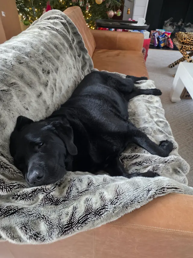 New Hope Animal Hospital — customer photo 6