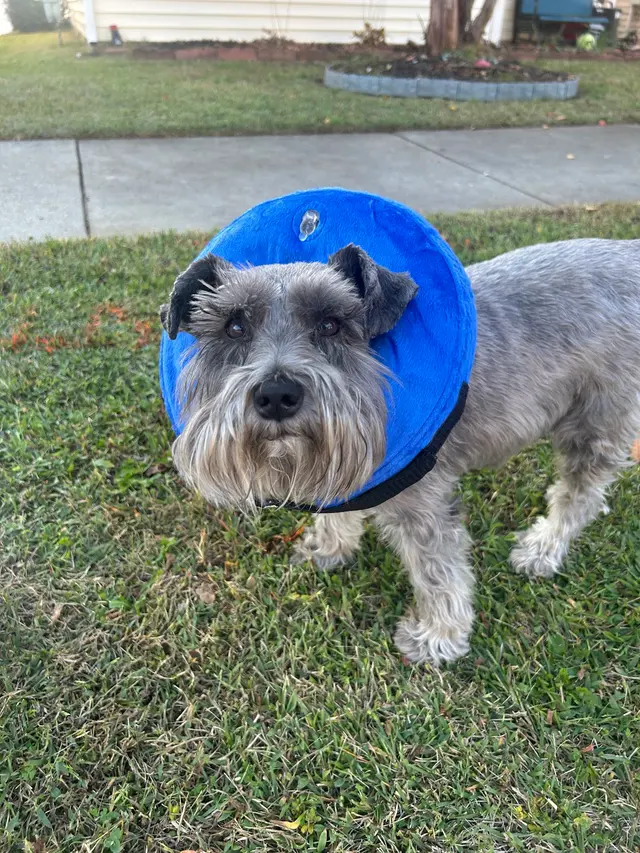 Animal Eye Care Associates — customer photo 1