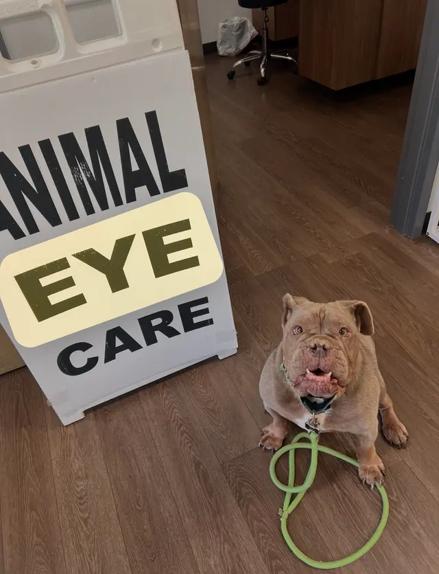 Animal Eye Care Associates — customer photo 2