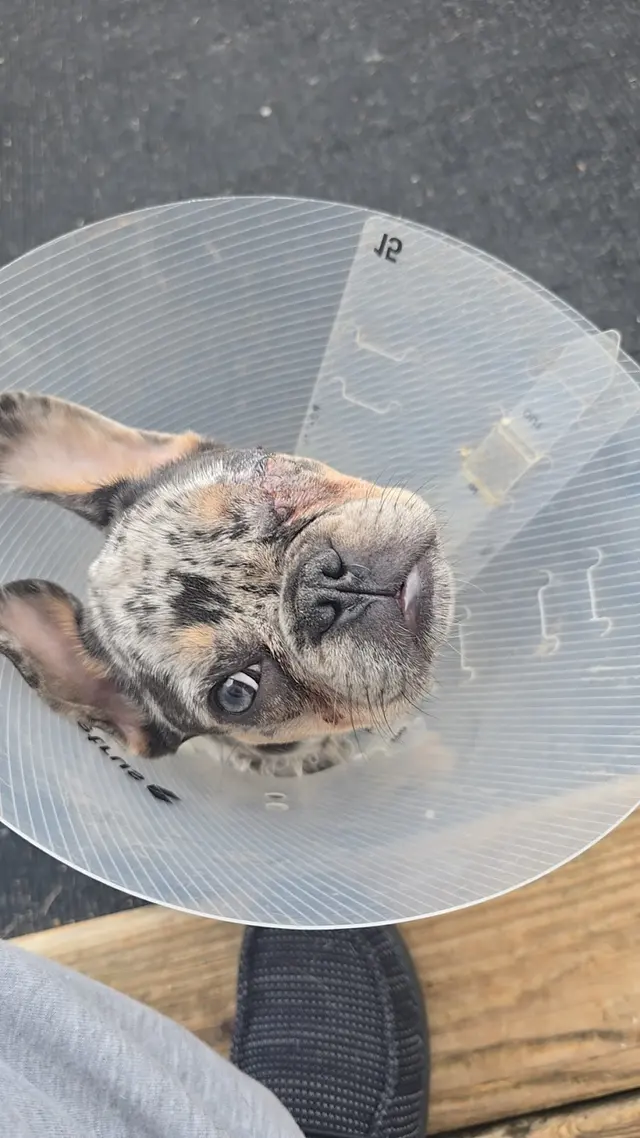 Animal Eye Care Associates — customer photo 3