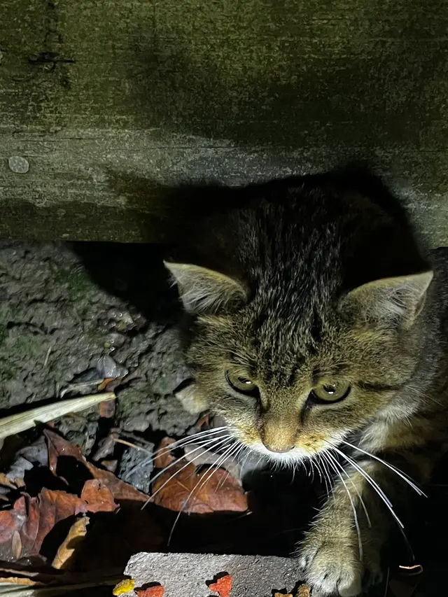 Johnson County Community Cats — customer photo 4