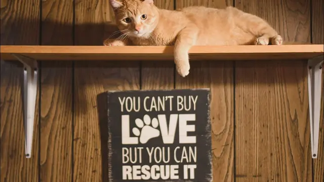 Johnson County Community Cats — photo from the business 1
