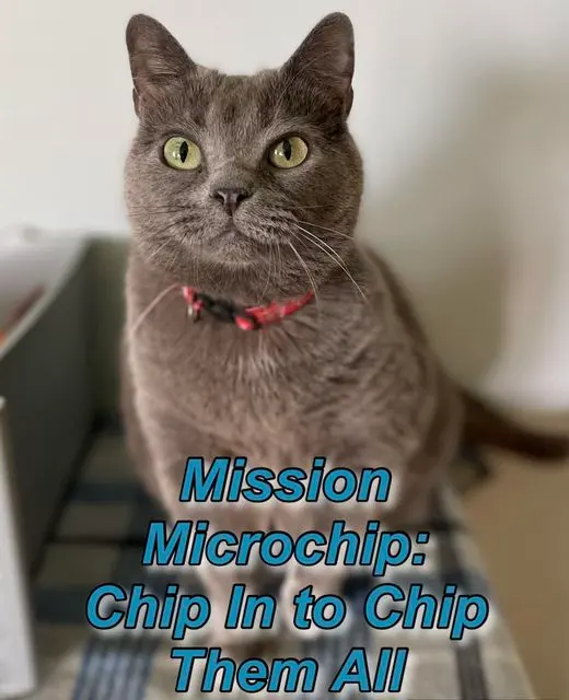 Johnson County Community Cats — photo from the business 6